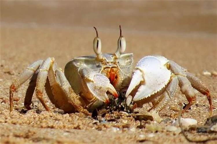 梦见螃蟹是什么意思有什么预兆