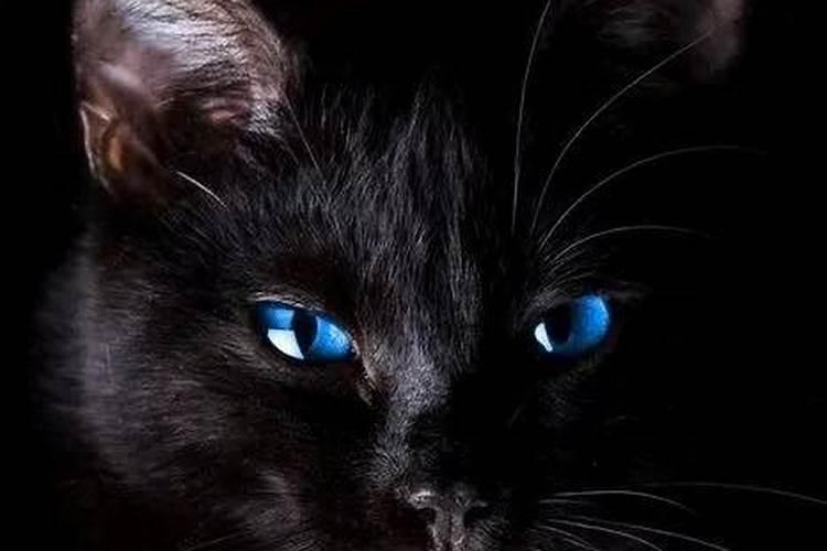 梦见黑猫预示姻缘到了