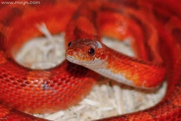 梦见红色蛇是什么兆头