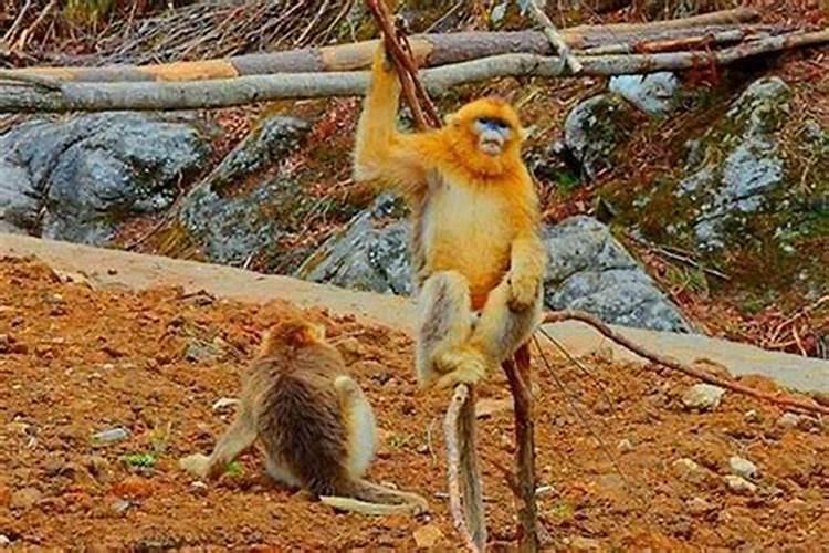 猴和猴的婚姻怎么样能到老吗?