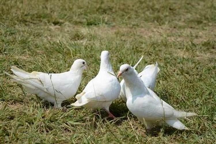 梦见三只白鸽是什么征兆