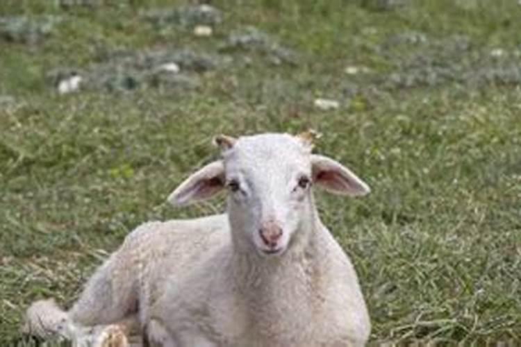 梦见吃羊头是什么意思