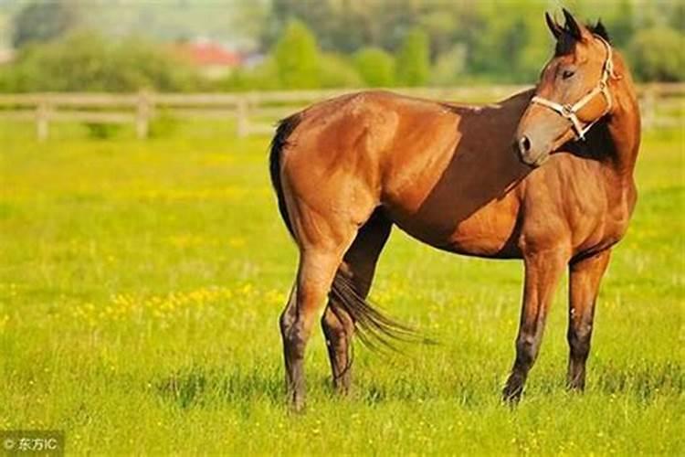 90年出生的马是什么命