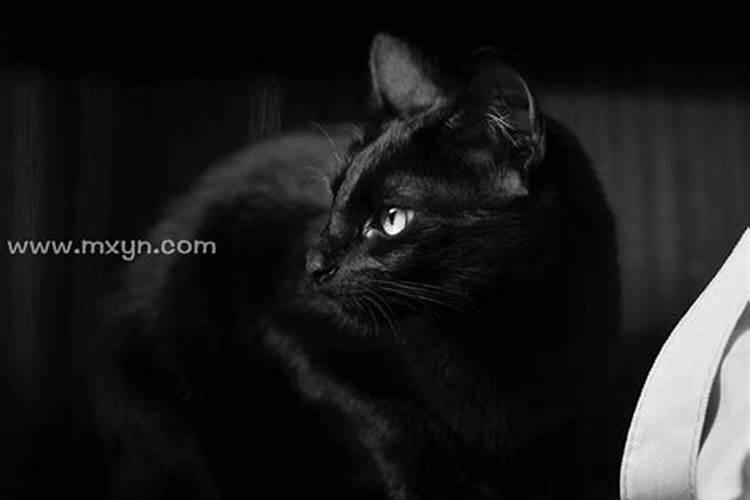 梦见很多黑色的猫是什么意思