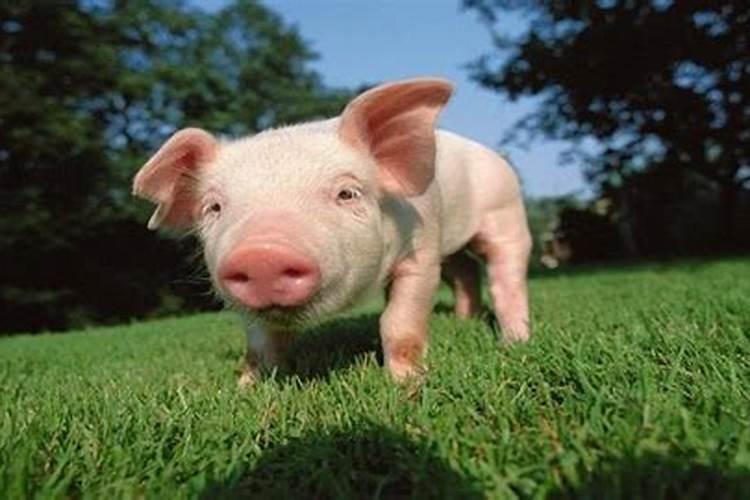 梦见小猪有什么寓意吗
