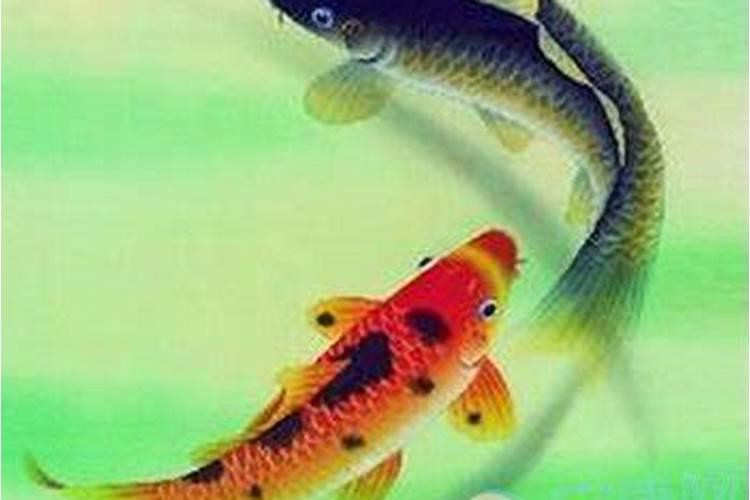 梦到两条黄河鲤鱼在水里