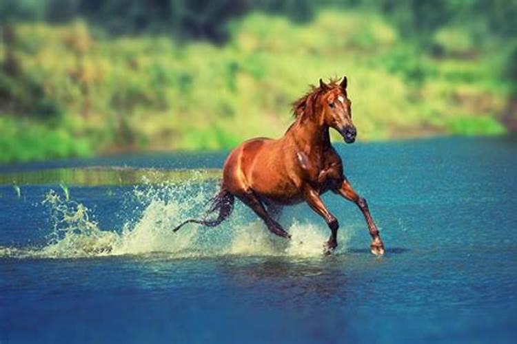 梦见马在水里游来游去