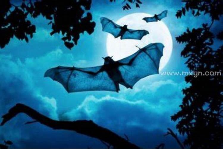 白天梦到蝙蝠是什么意思