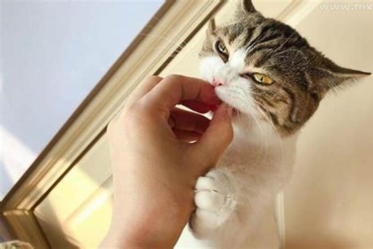 梦到被猫咬手是什么预兆
