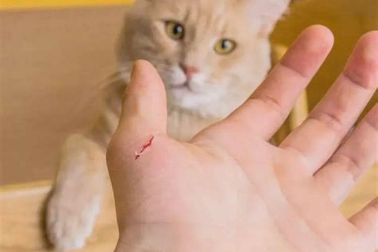 梦到被猫咬手是什么预兆