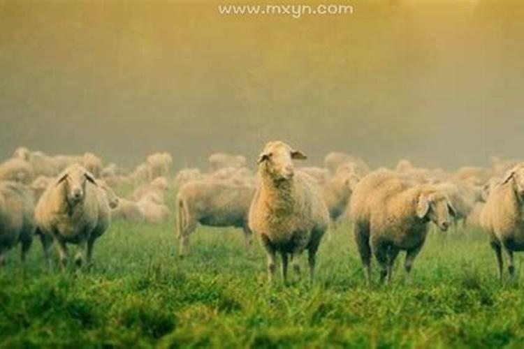 女人梦见羊什么征兆