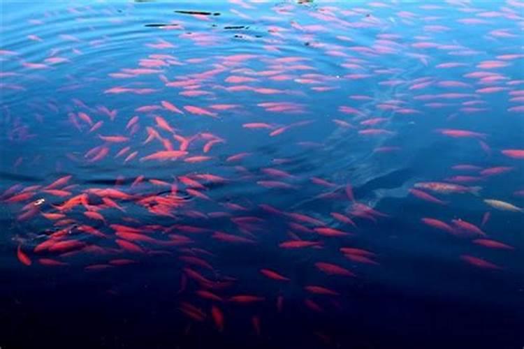 梦见红鱼在水里跳起来
