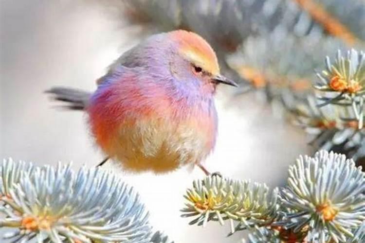 梦见漂亮鸟是什么意思