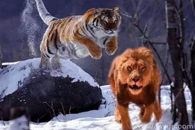 梦见老虎狮子是什么兆头