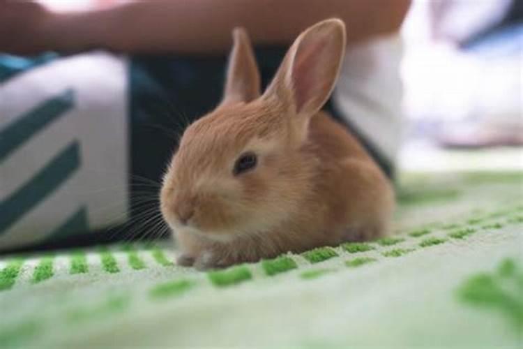 农历九月初九出生的兔