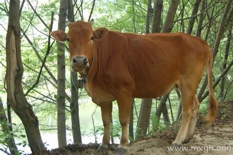 梦见牛吃草是什么意思呢