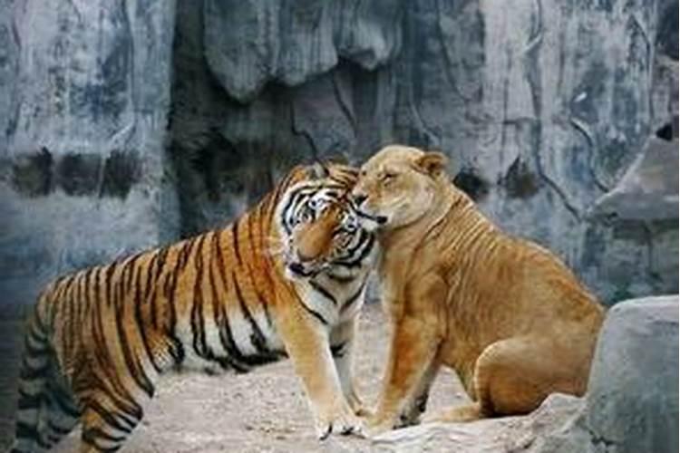 梦见老虎和狮子是什么意思