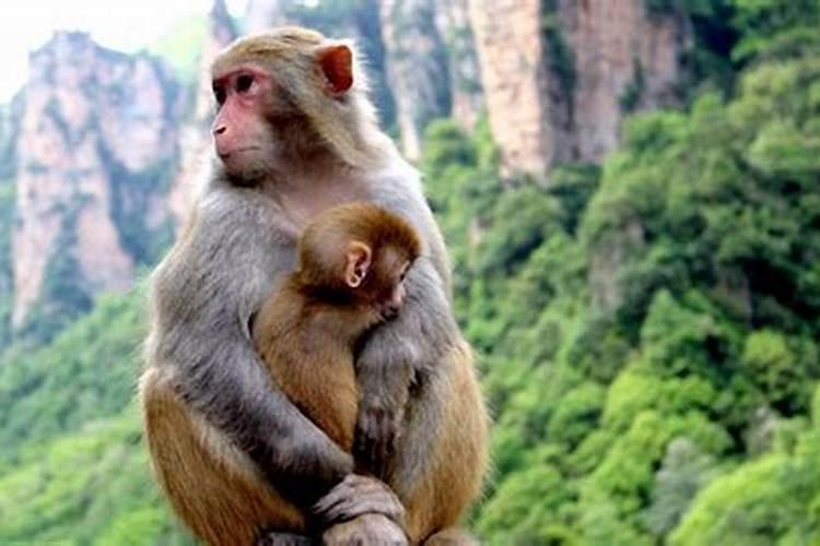 属两个猴在一起合婚吗