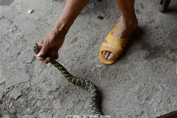 女子回到家看到地上的蛇