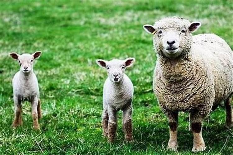 属羊的婚姻不顺怎么办