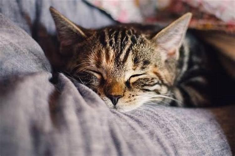 梦见死猫是什么预兆周公解梦
