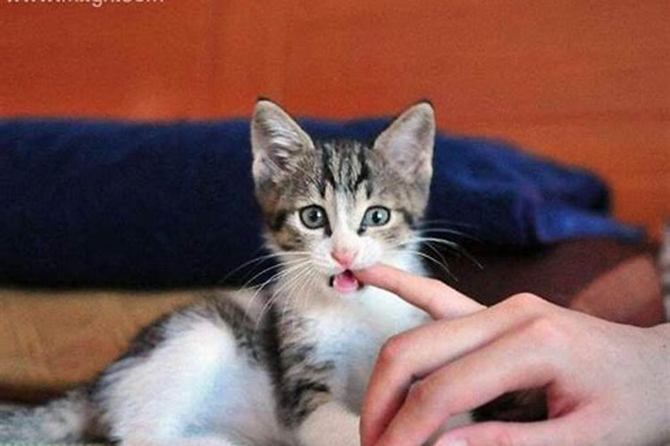 梦见白猫咬自己的手是什么意思