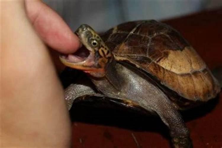 梦见乌龟咬自己的手