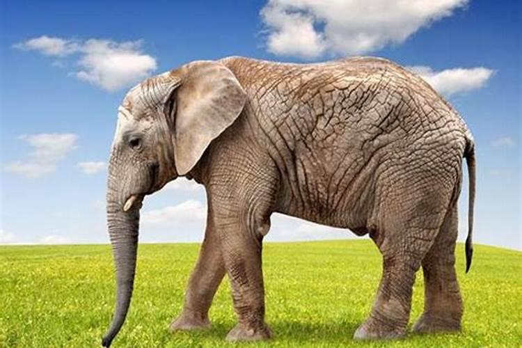 梦见大象是什么预兆