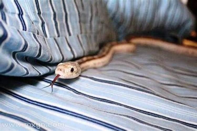 梦到床上有蛇预示着什么