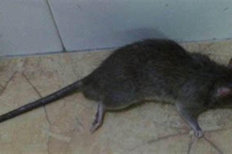 梦见死老鼠的征兆什么意思