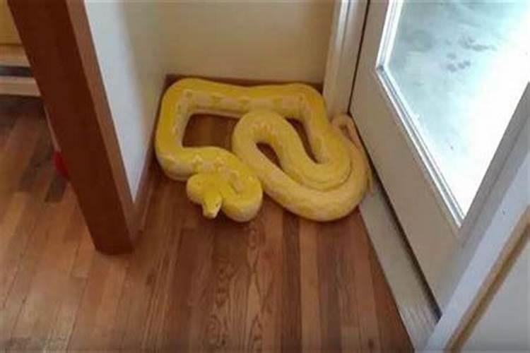 梦到蟒蛇进家里是什么预兆