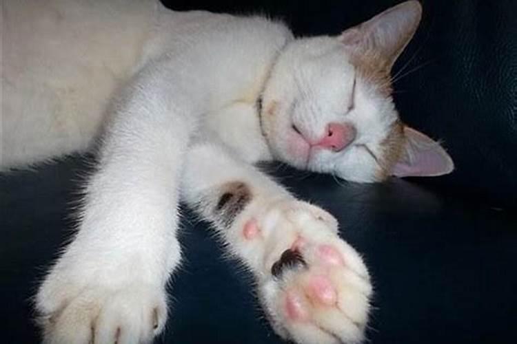 梦见猫死了是什么预兆梦见很多猫