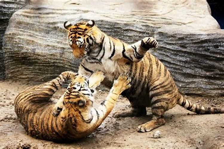 梦见老虎追自己的孩子