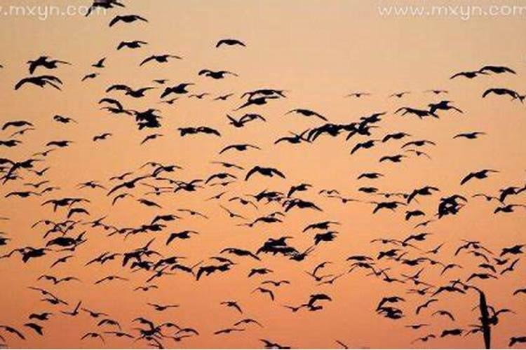梦见很多鸟在天上飞是什么意思