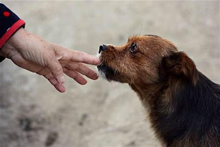 梦见鱼把自己手咬出血了是什么意思