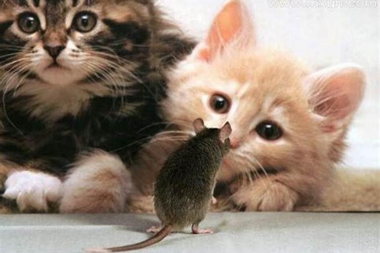 梦见猫捉住老鼠吃了