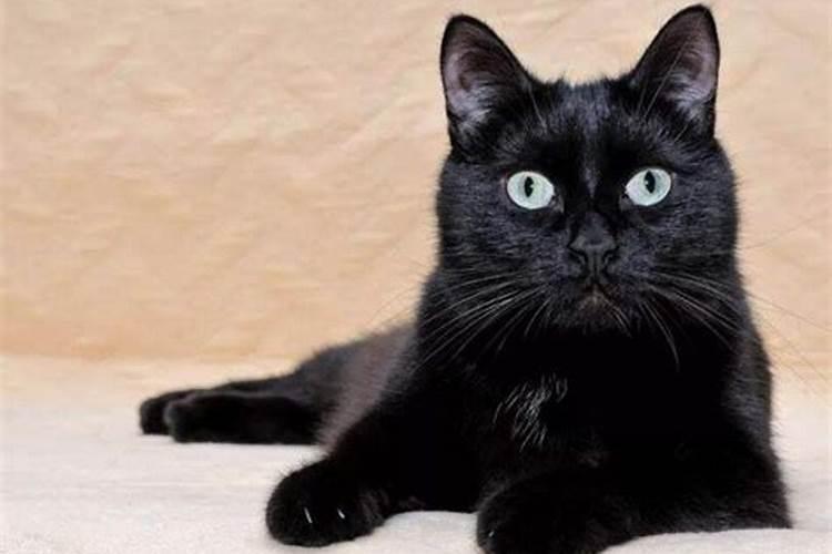 梦见黑猫是什么意思啊