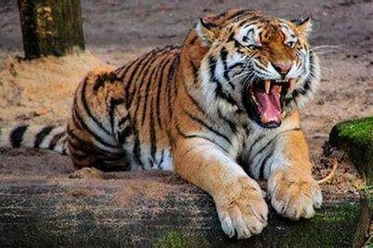梦到大老虎在门口睡着了