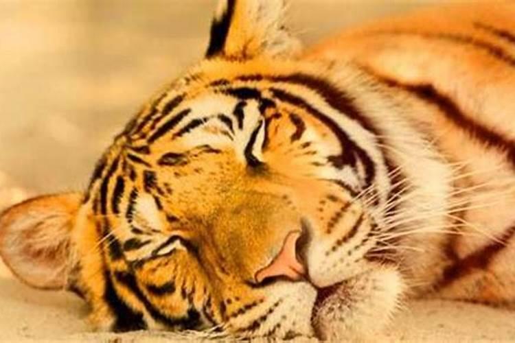 梦到大老虎在门口睡着了