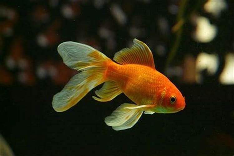 梦到红色金鱼是什么意思