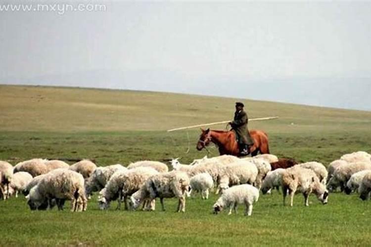 梦见放羊是什么预兆
