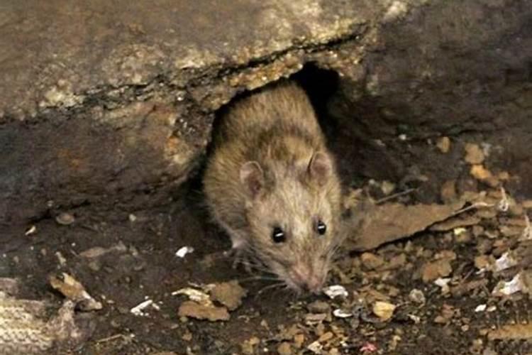 梦见家里有老鼠洞洞里有好多老鼠