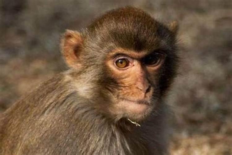 猴和猴的婚姻怎么样能到老吗?