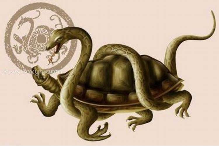 梦到乌龟和蛇是什么意思