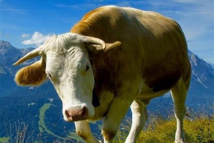 梦见牛是什么预兆的呢解梦