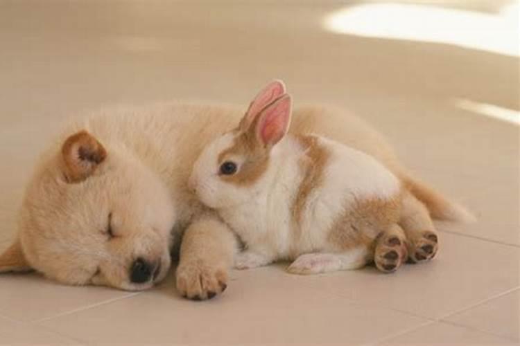 兔子和狗八字合不合