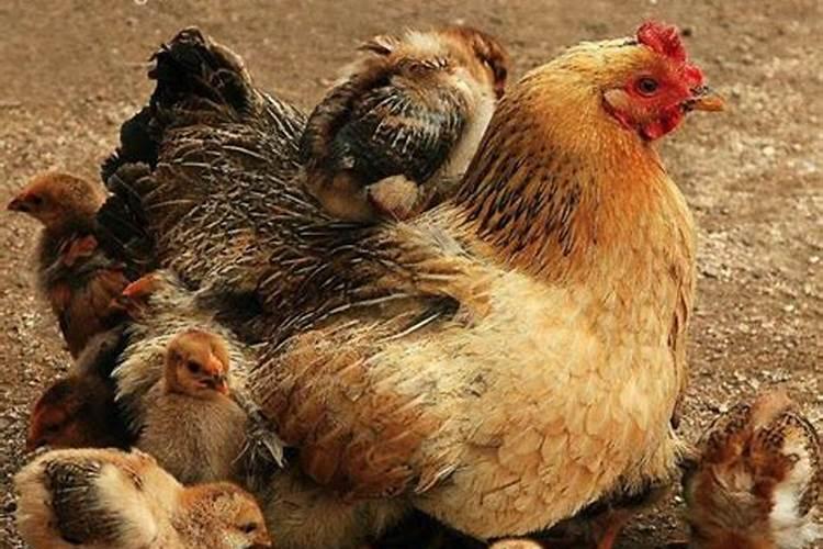 梦到一只母鸡预示着什么