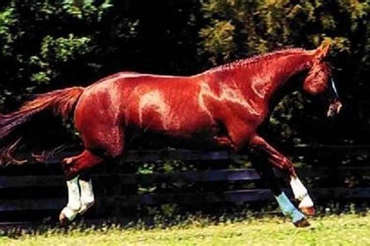 梦到一匹红色的马预示啥