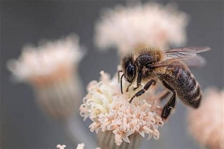 梦到被蜜蜂蛰是什么意思解梦