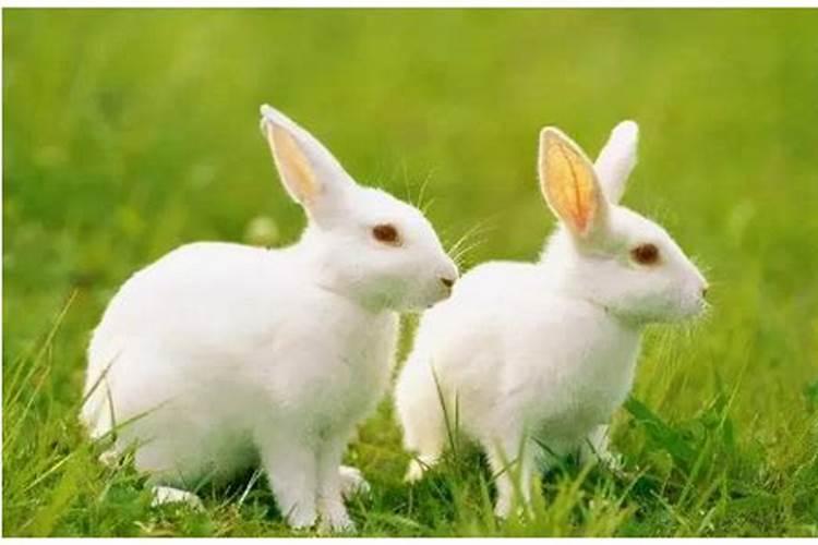 属兔的人养兔子提升运势吗